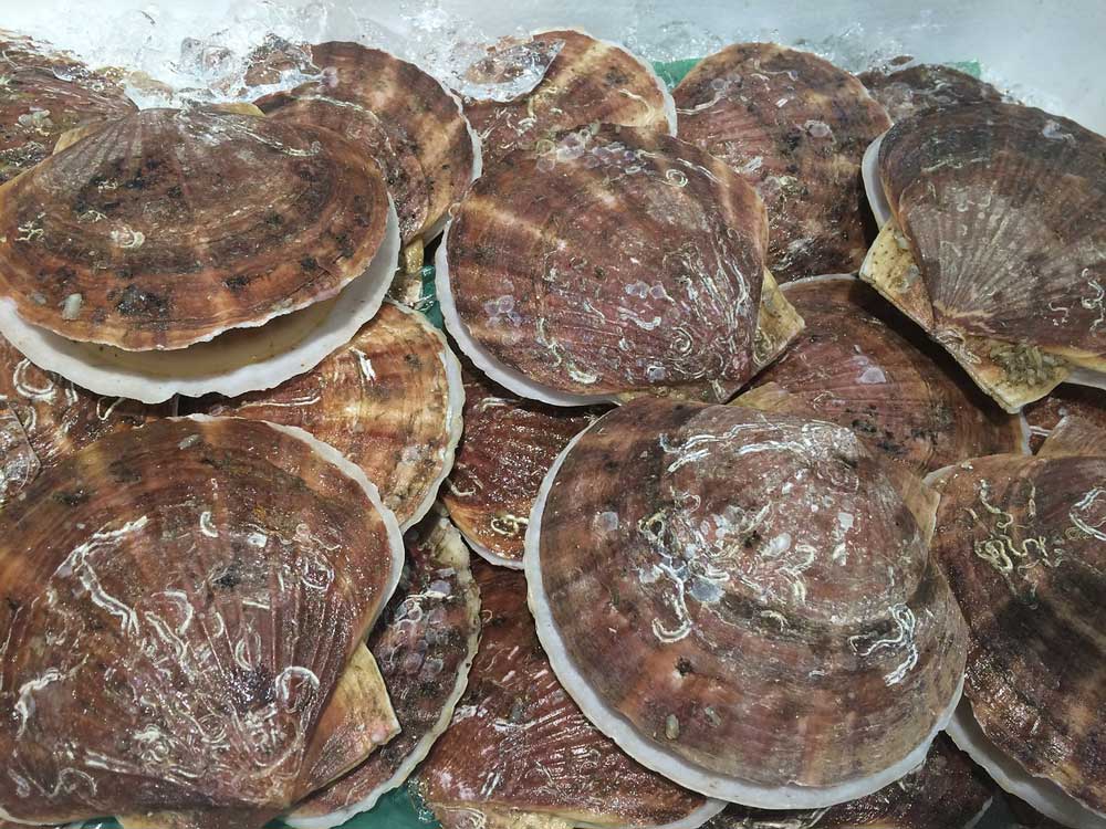 scallops sea scallops